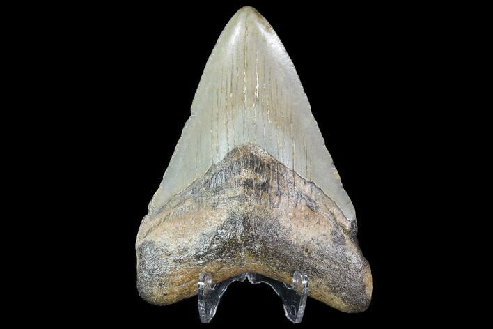 Megalodon Tooth - North Carolina #91140